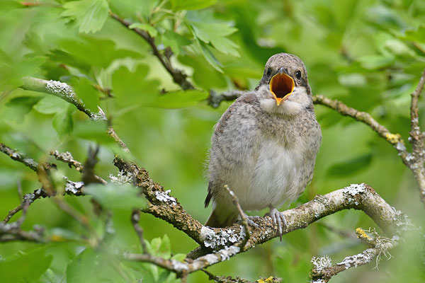 Neuntöter Jungvogel