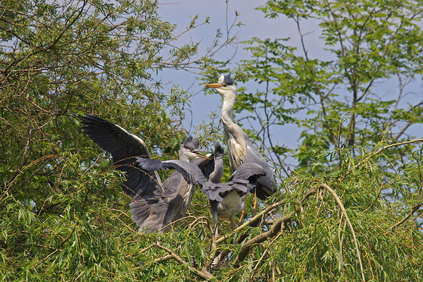 Graureiher am Nest mit Jungvögeln