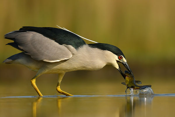 Nachtreiher beim Fischfang