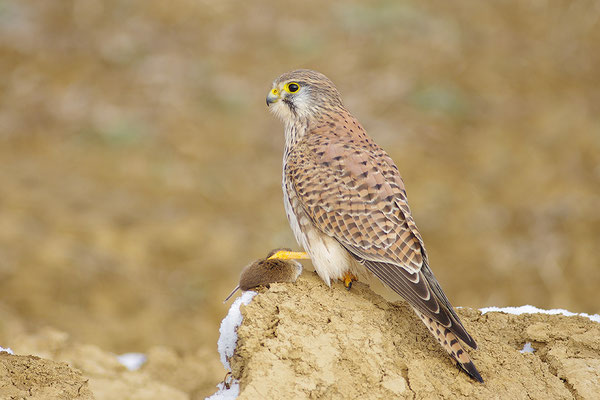 Turmfalke