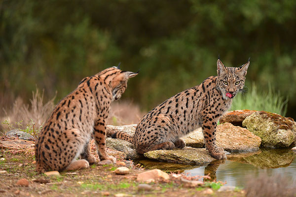 Pardelluchs Jungtiere