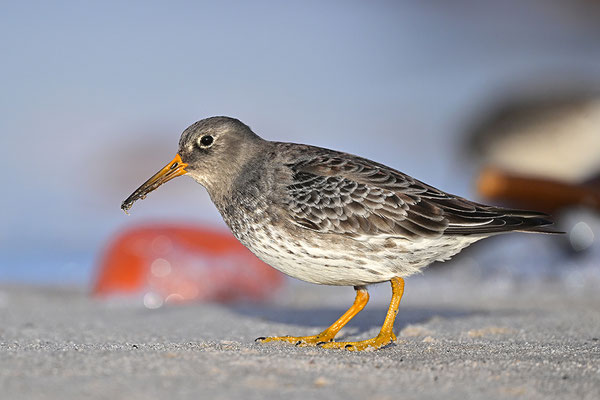 Meerstrandläufer