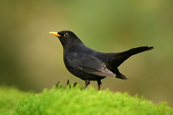 Amsel Männchen