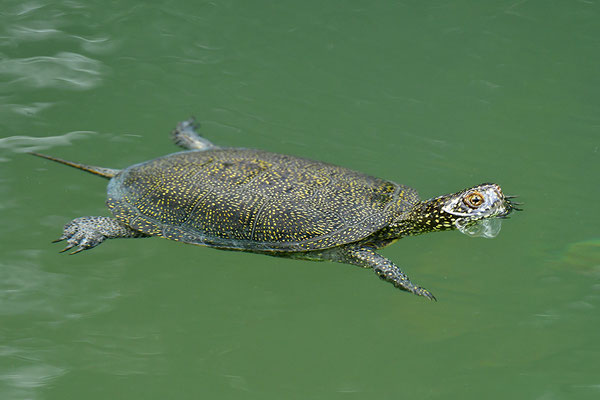 Europäische Sumpfschildkröte