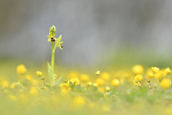 Kleine Spinnenragwurz