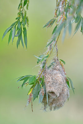 Beutelmeise Nest