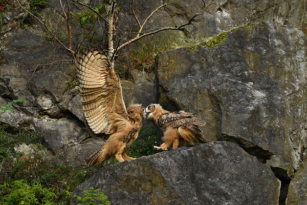 Uhu Jungvogel