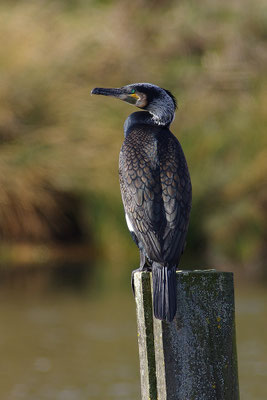 Kormoran