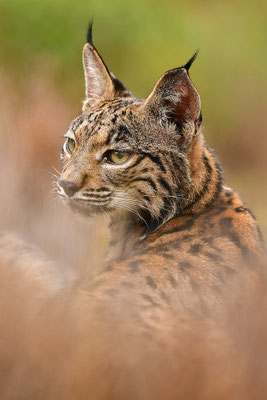 Pardelluchs