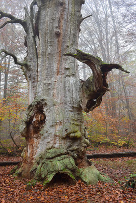 Urwald Sababurg