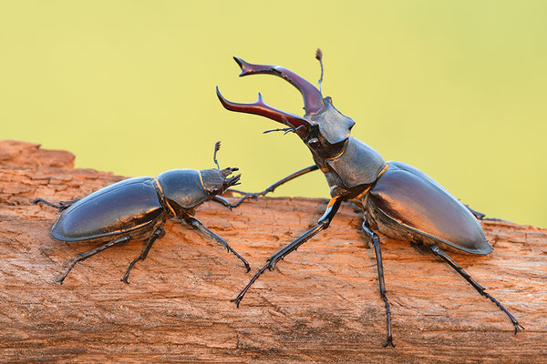 Hirschkäfer Männchen im Abendlicht