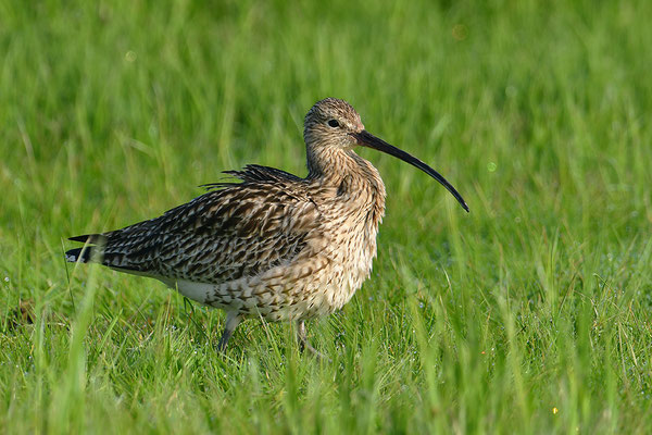 Großer Brachvogel