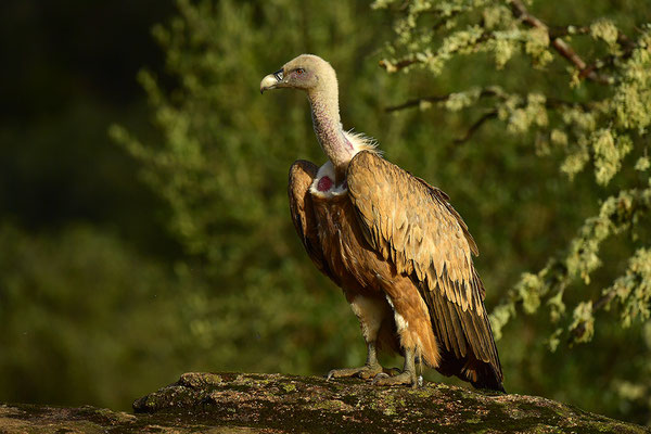 Gänsegeier
