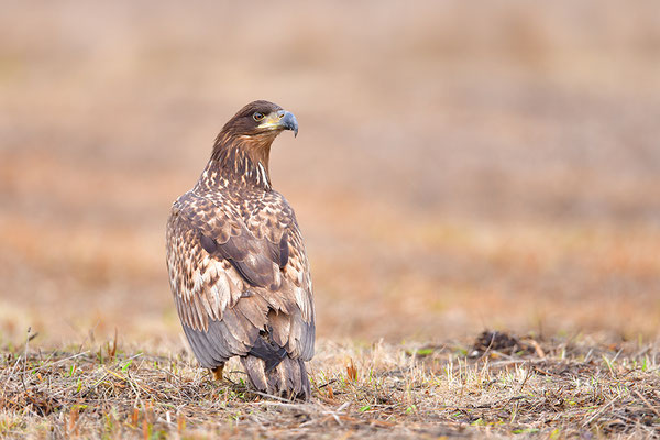 Seeadler