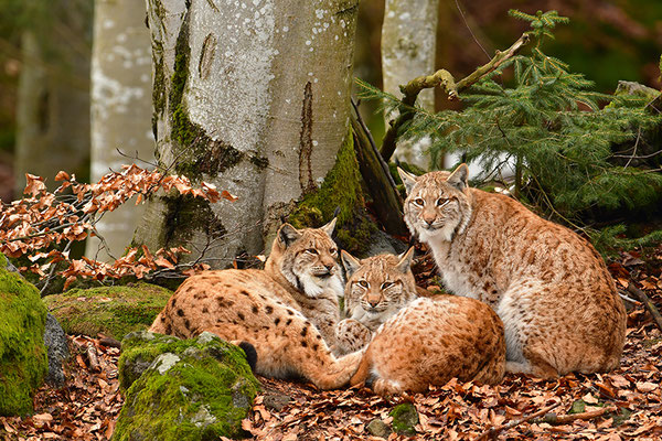Luchse Familie Nationalpark Bayrischer Wald Tierfreigelände Neuschönau