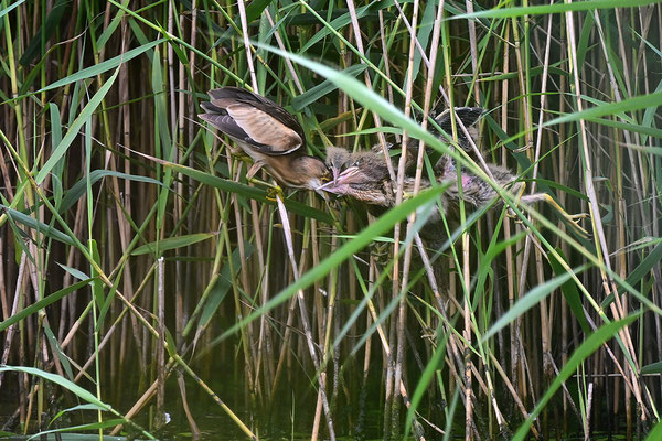 Zwergdommel Weibchen mit Jungvögeln