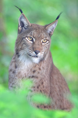 Luchs, Wildpark Anholter Schweiz