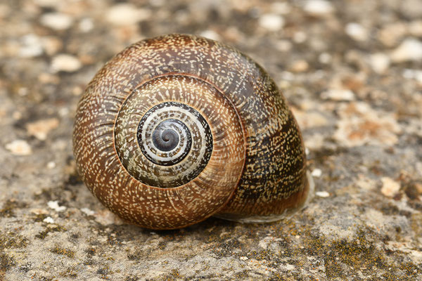 Gefleckte Weinbergschnecke