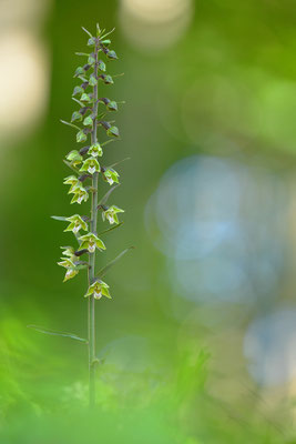 Violette Stendelwurz