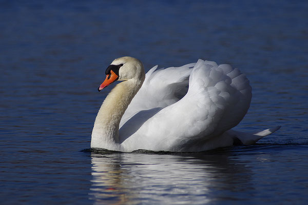 Höckerschwan