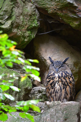 Uhu, Nationalpark Bayrischer Wald Tierfreigelände Neuschönau