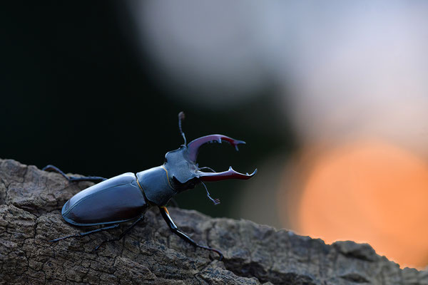 Hirschkäfer