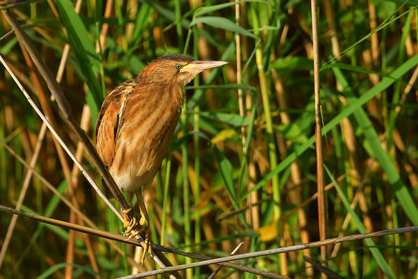 Zwergdommel Jungvogel