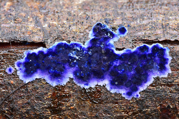 Blauer Rindenpilz