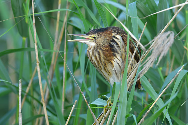 Zwergdommel Jungvogel