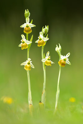 Gelbe Hummelragwurz flavescens