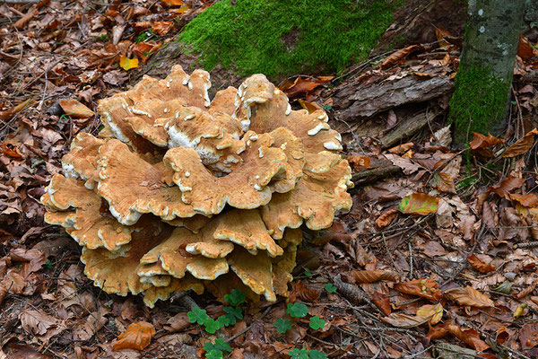 Bergporling