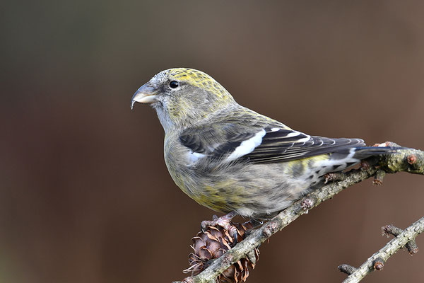 Bindenkreuzschnabel Weibchen