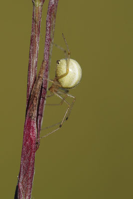 Kugelspinne