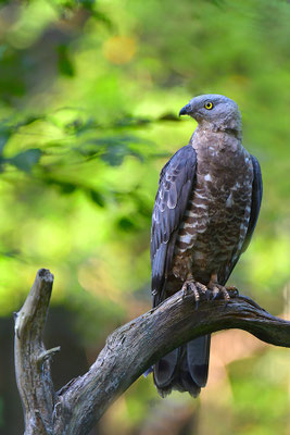 Wespenbussard, Nationalpark Bayrischer Wald Tierfreigelände Neuschönau