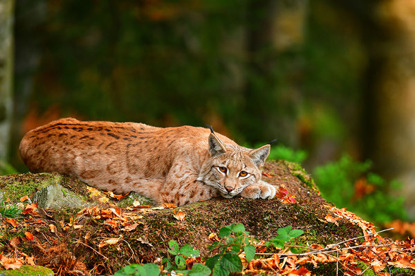 Luchs Nationalpark Bayrischer Wald Tierfreigelände Neuschönau