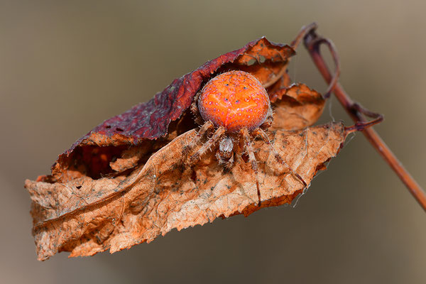 Erdbeerkreuzspinne