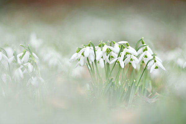 Schneeglöckchen
