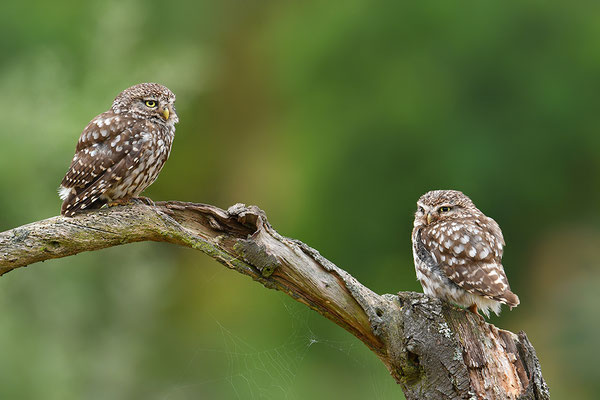 Steinkauz Altvogel mit Jungvogel