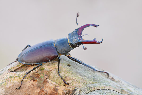 Hirschkäfer Männchen