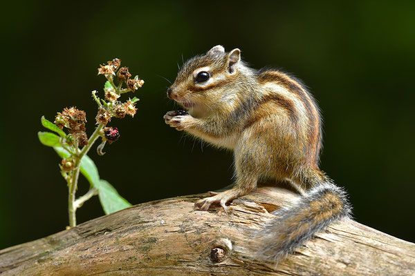 Sibirisches Streifenhörnchen