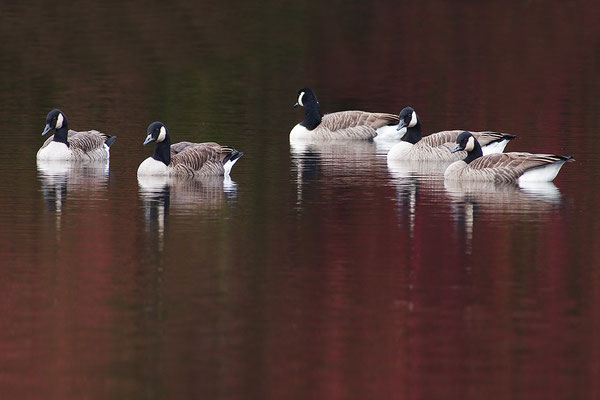 Kanadagans in Herbstfarben