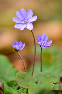 Leberblümchen