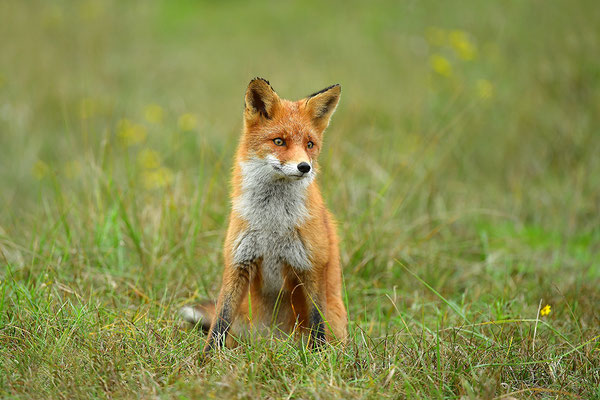 Fuchs