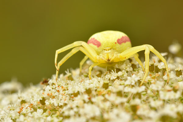 Veränderliche Krabbenspinne