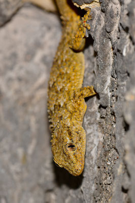 Mauergecko