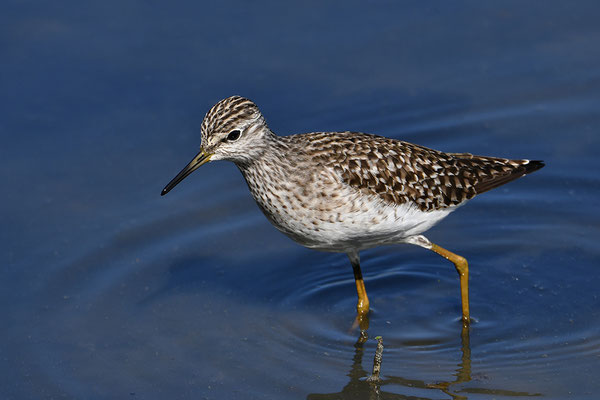 Bruchwasserläufer
