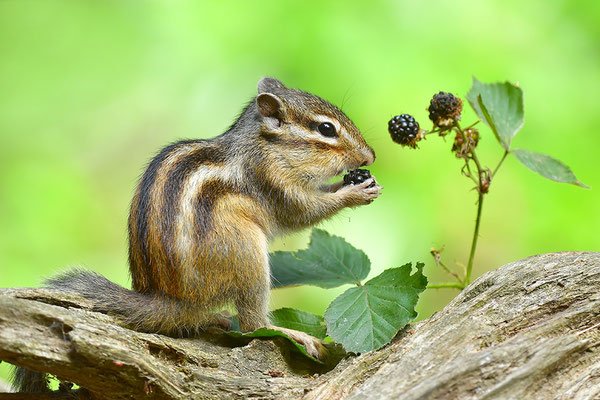 Sibirisches Streifenhörnchen
