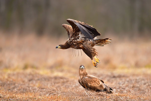 Seeadler