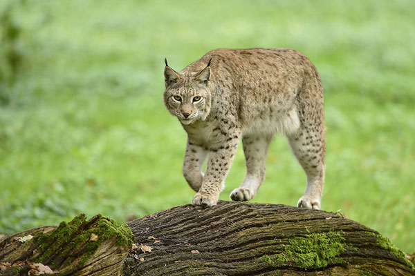 Luchs
