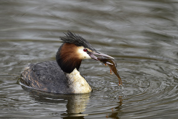 Haubentaucher mit erbeutetem Fisch